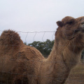Camel-2