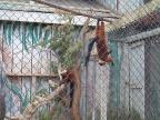th-Red-Lemurs
